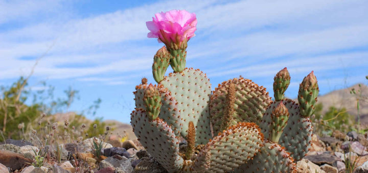cactus