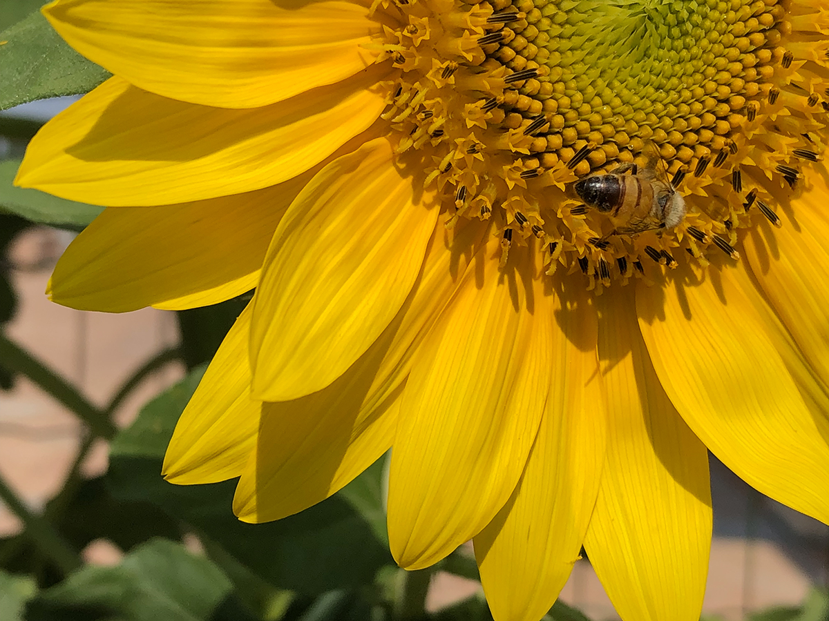 girasole